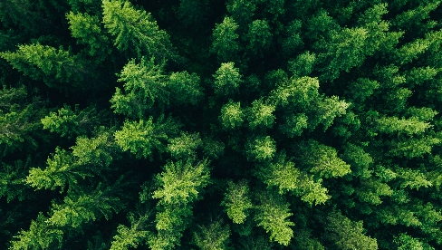 birds eye view of a forest representing the life cycle